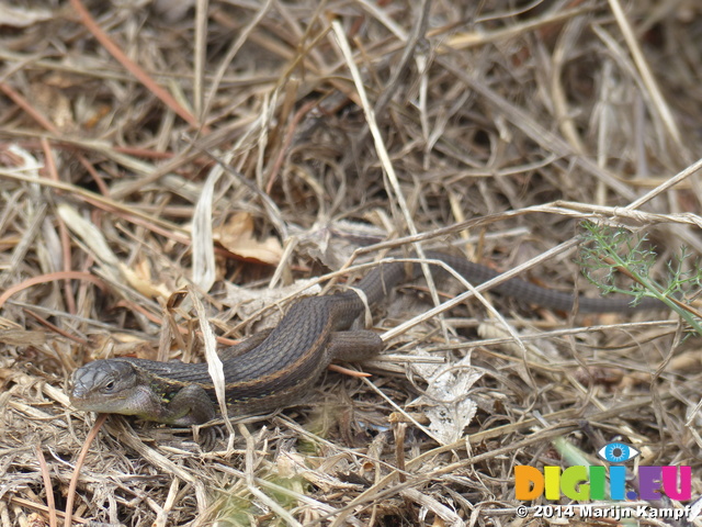 FZ007694 Lizard